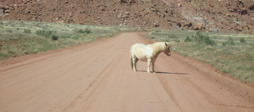 Morose pony in the way